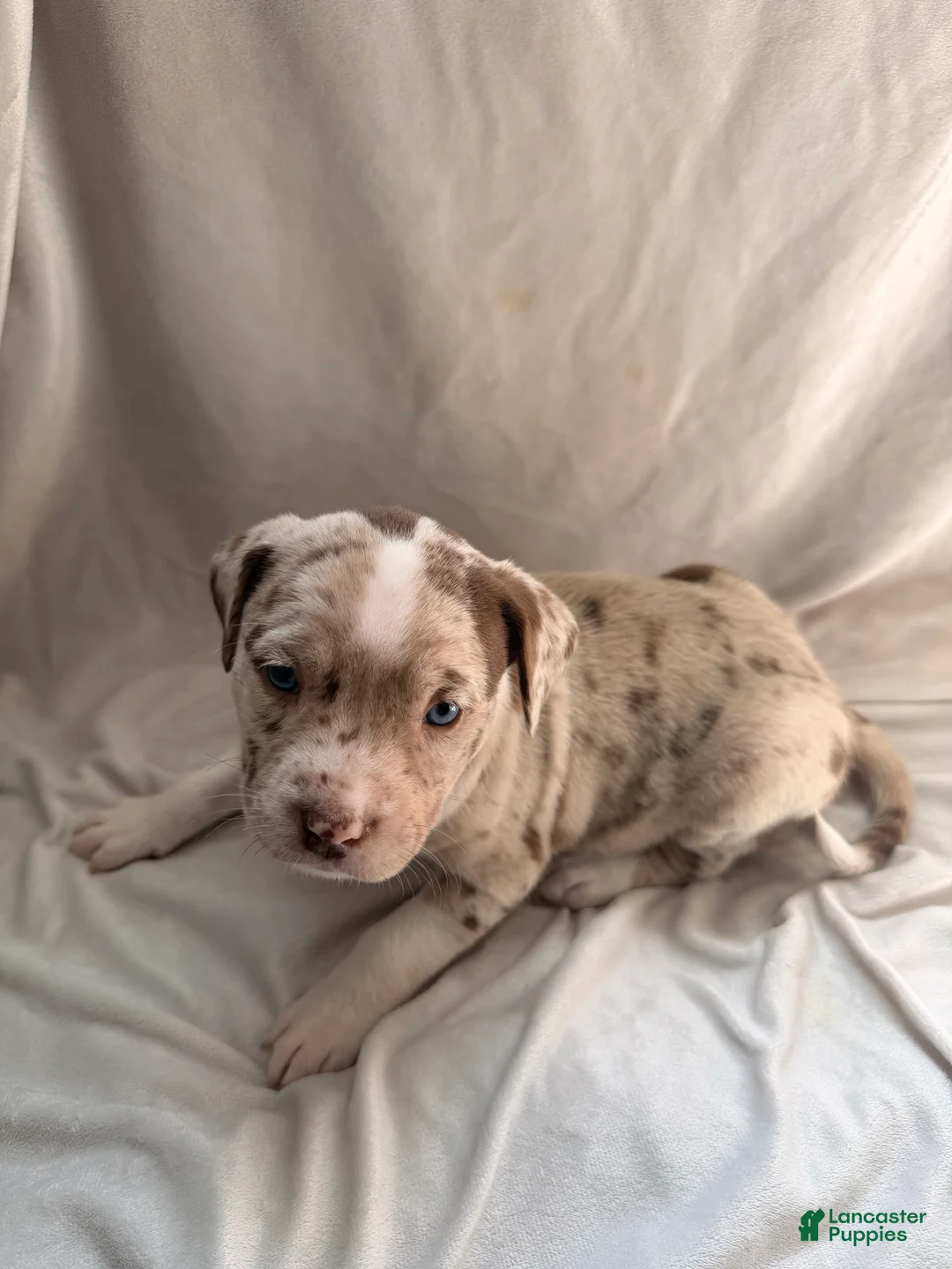 Mixed Breed dogs for sale: Mixed Breed Puppy 1 - Ad 1