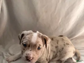 Mixed Breed dogs for sale: Mixed Breed Puppy 1 - Ad 1