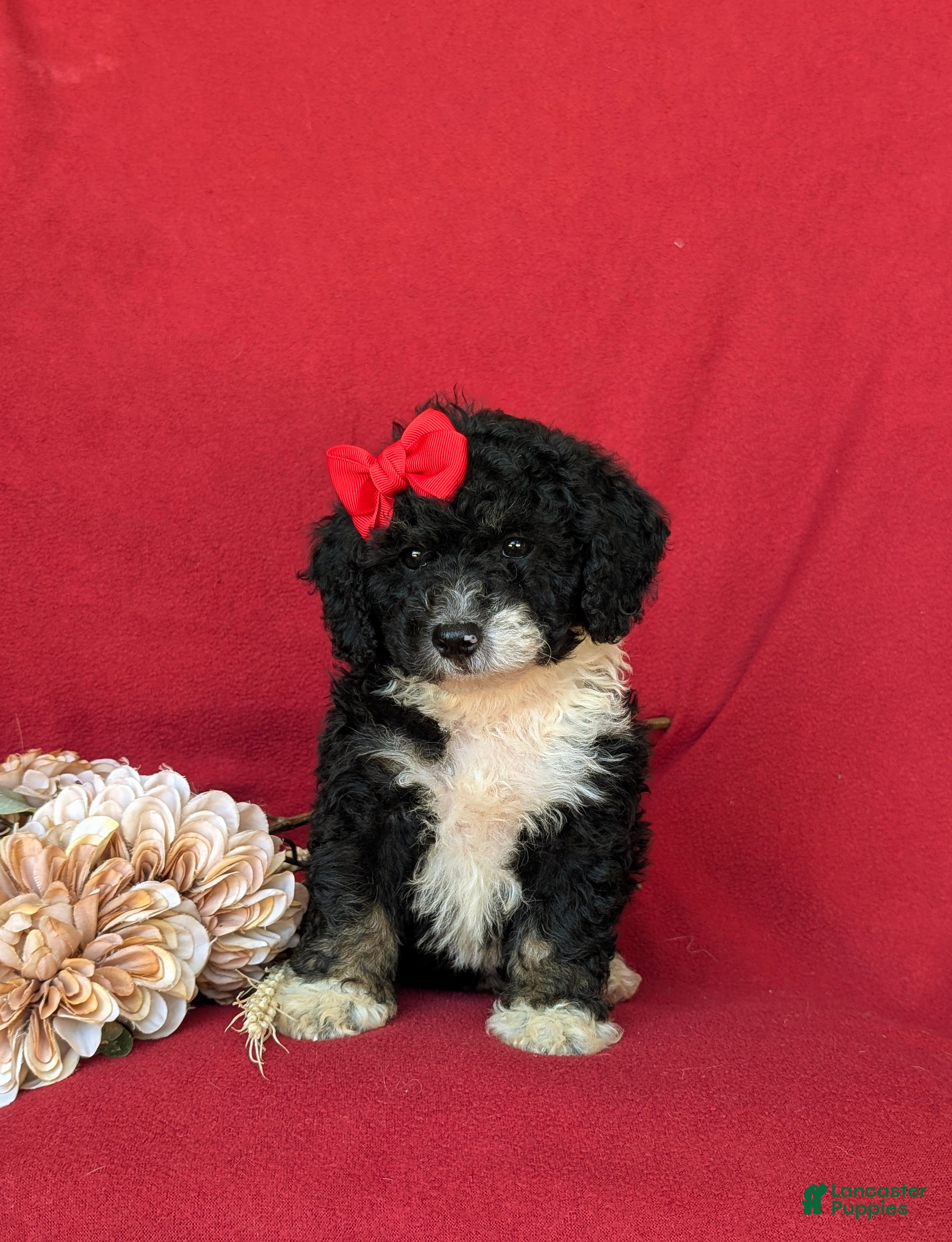 Mini Bernedoodle dogs Genevieve Hypoallergenic - Ad 2