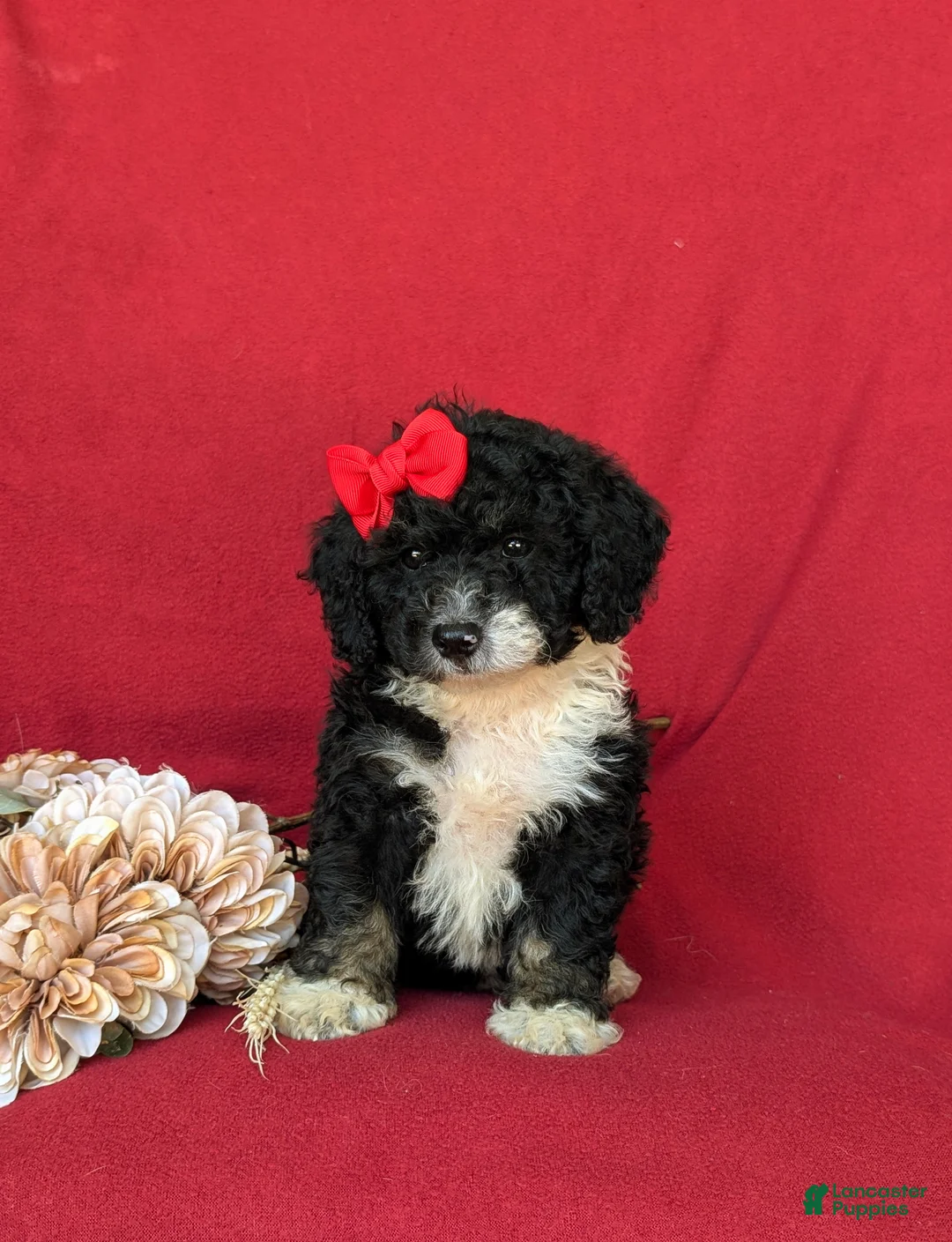 Mini Bernedoodle dogs for sale: Genevieve Hypoallergenic - Ad 2