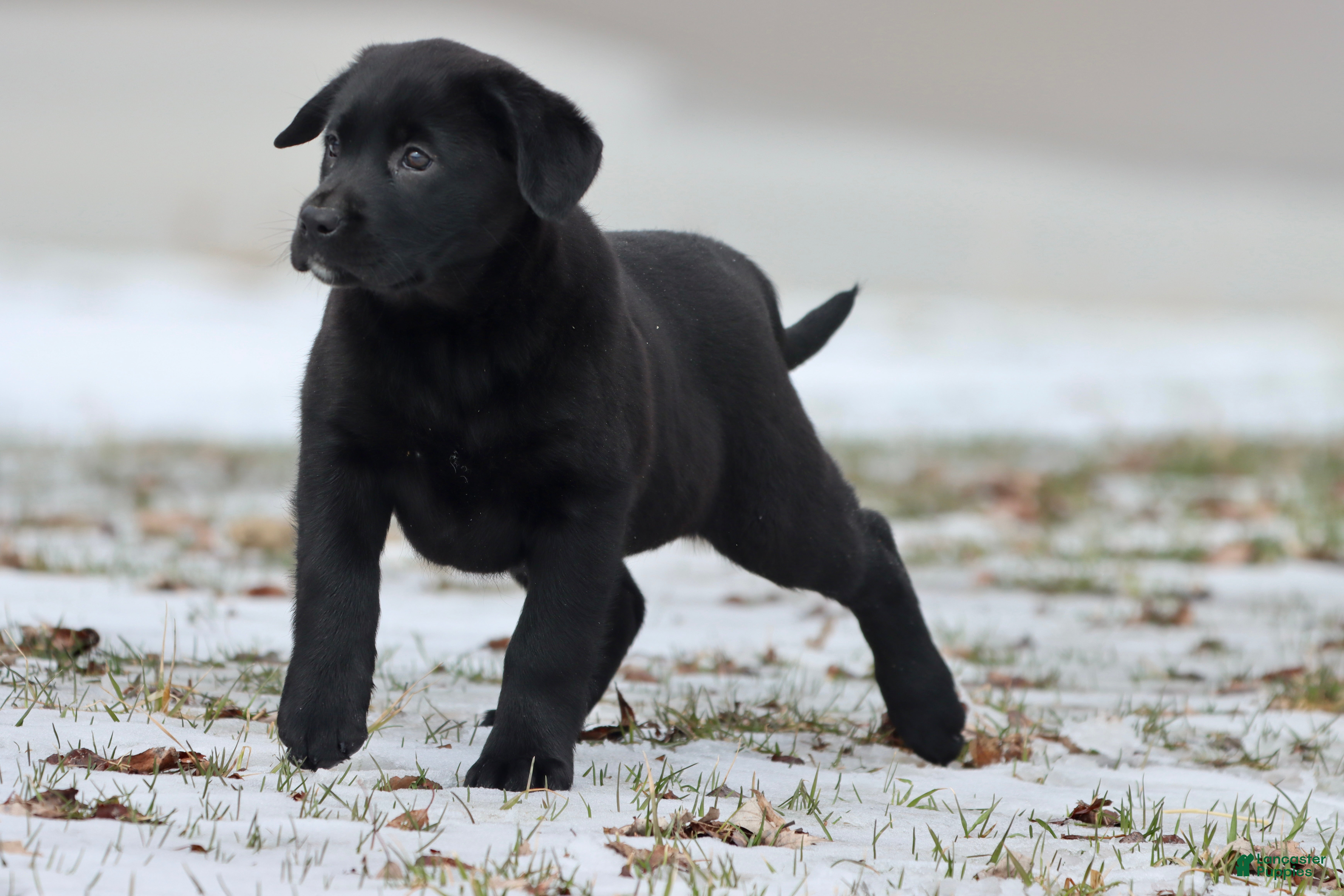 Labrador Retriever dogs Java - Ad 35