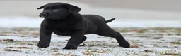 Labrador Retriever dogs for sale: Java - Ad 1