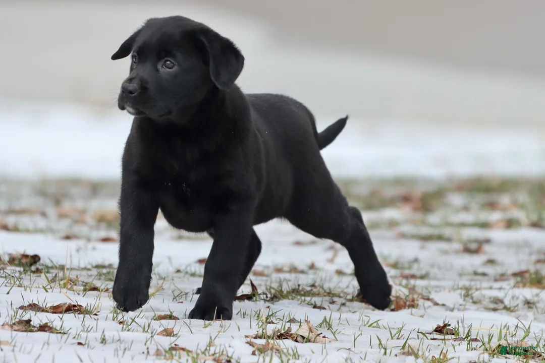 Labrador Retriever dogs for sale: Java - Ad 1