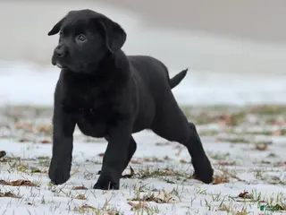 Labrador Retriever dogs Java - Ad 35