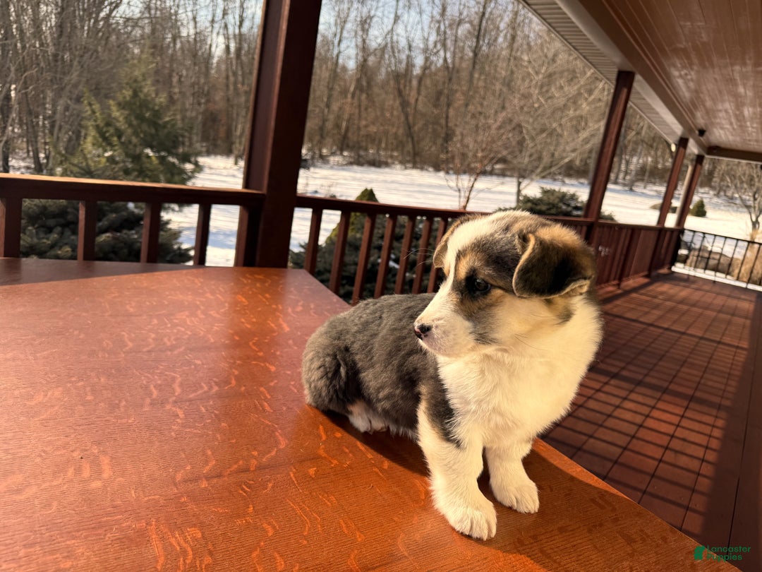 Welsh Corgi Pembroke dogs for sale: Welsh Corgi Pembroke Puppy 1 - Ad 8