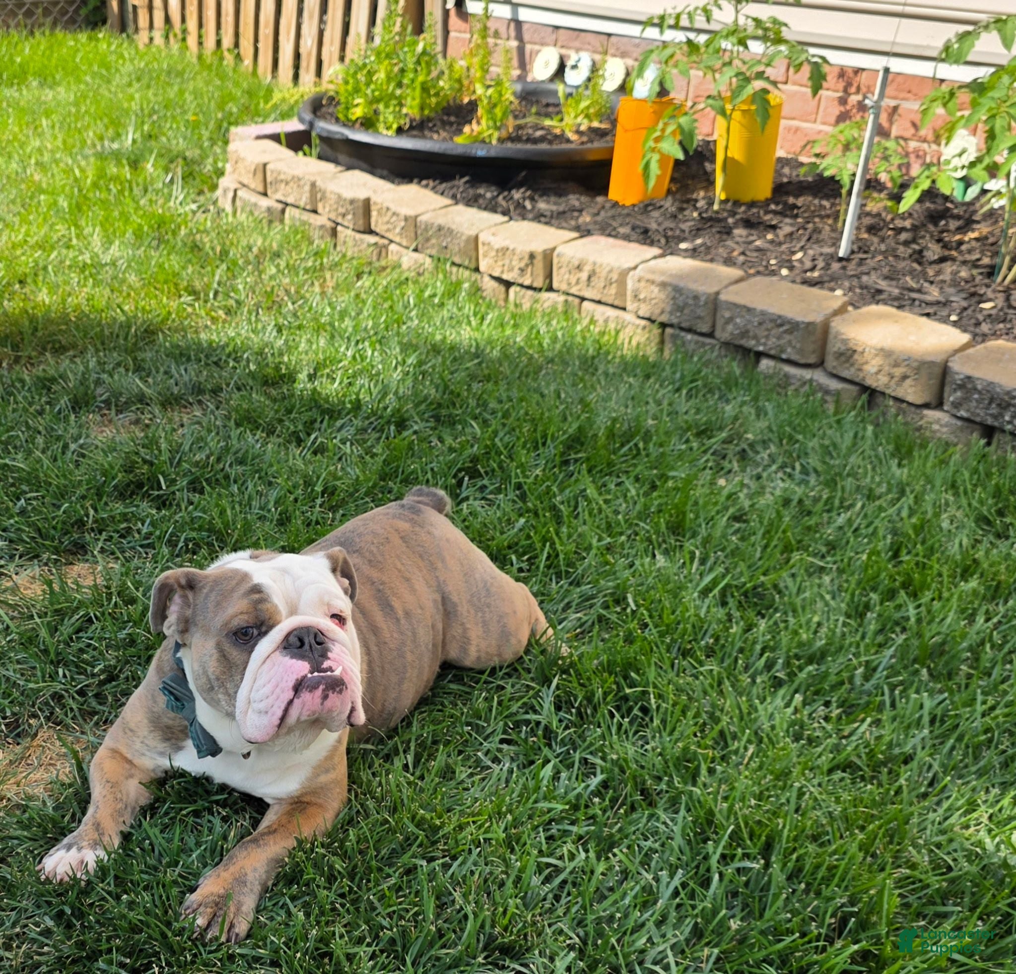 English Bulldog dogs Delta 8 - Ad 2