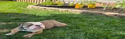 English Bulldog dogs for sale: Delta 8 - Ad 2