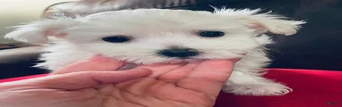 Maltese 2