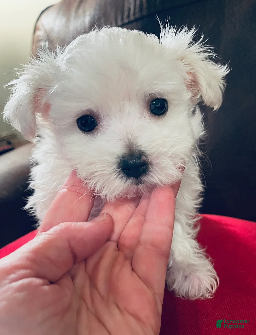 Maltese dogs for sale: Maltese 2 - Ad 1