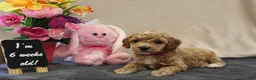 Miniature Poodle dogs for sale: Penny - Ad 7
