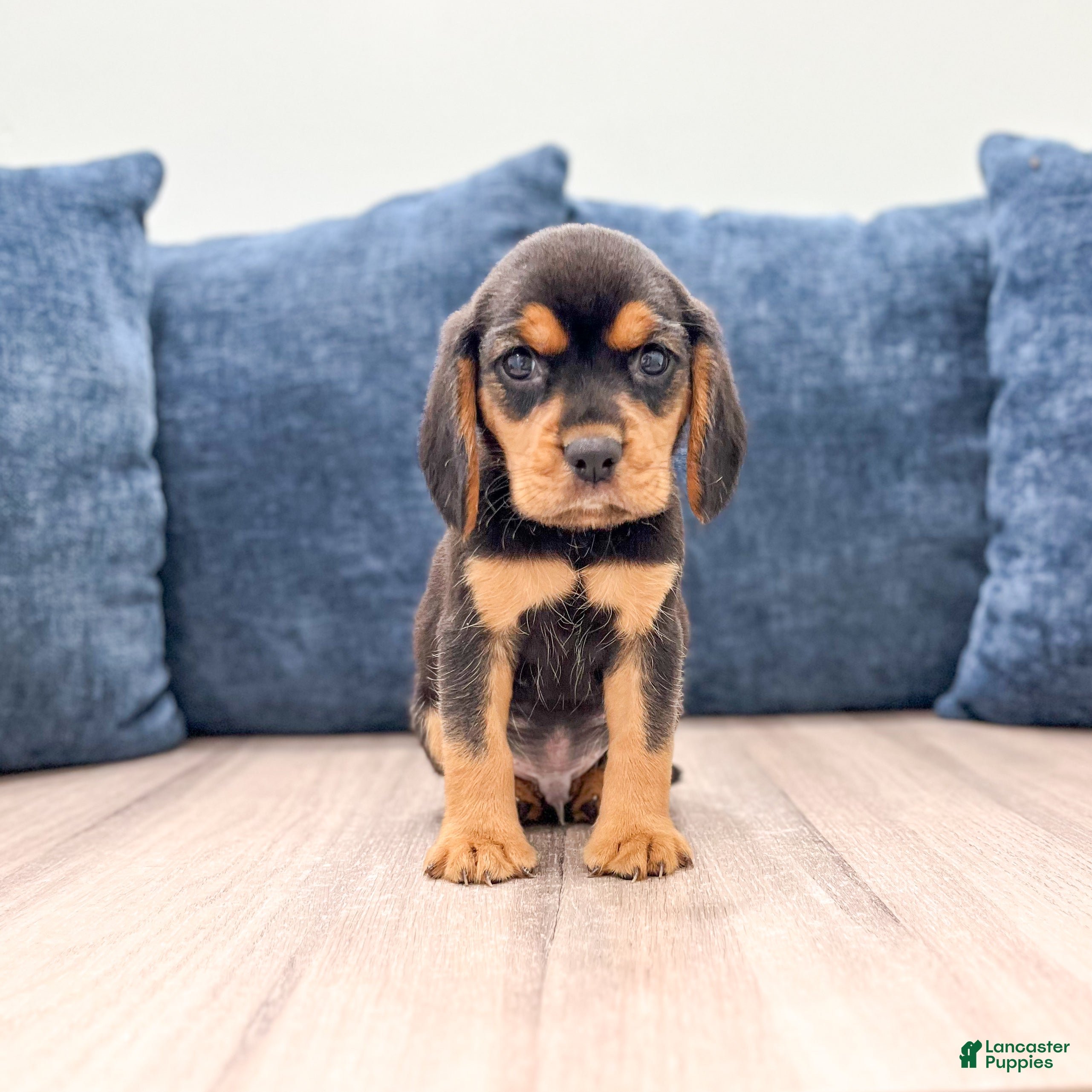 Beaglier dogs Falcon - Ad 1