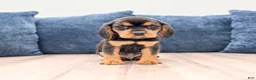 Beaglier dogs for sale: Falcon - Ad 1