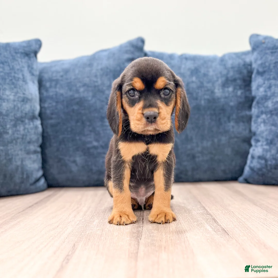 Beaglier dogs for sale: Falcon - Ad 1