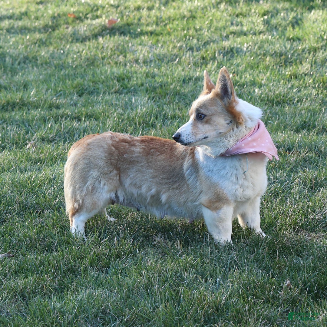 Welsh Corgi Pembroke dogs for sale: Tilly - Ad 19