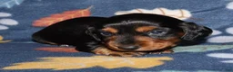 Miniature Dachshund dogs for sale: Flossy’s male - Ad 6