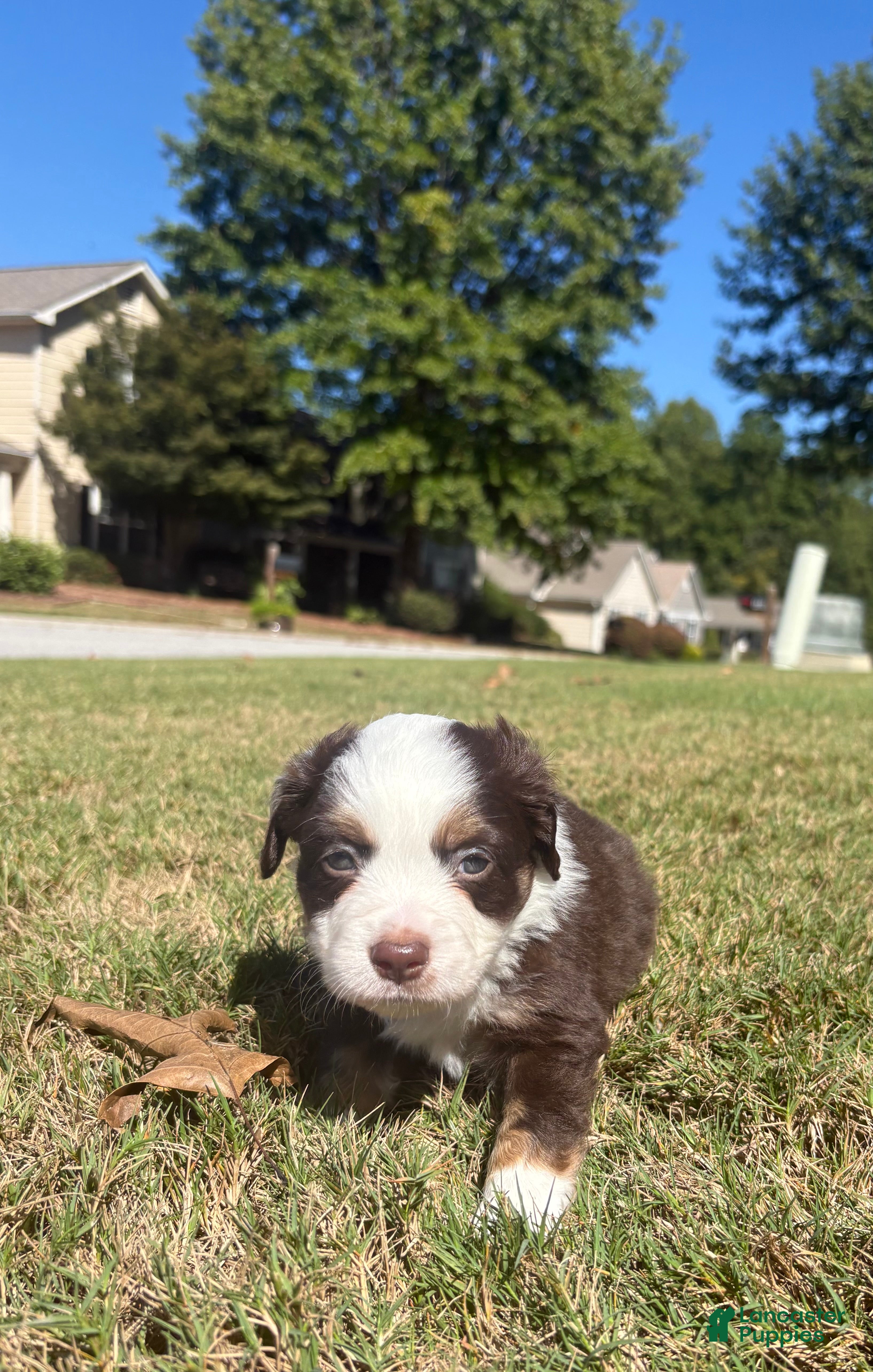 Miniature Australian Shepherd dogs Miniature Australian Shepherd 2 - Ad 1