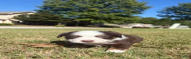 Miniature Australian Shepherd 2