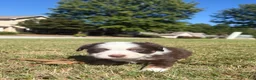 Miniature Australian Shepherd dogs for sale: Miniature Australian Shepherd 2 - Ad 1