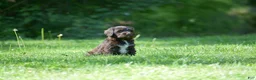 Portuguese Water Dog dogs for sale: Megan - Ad 4
