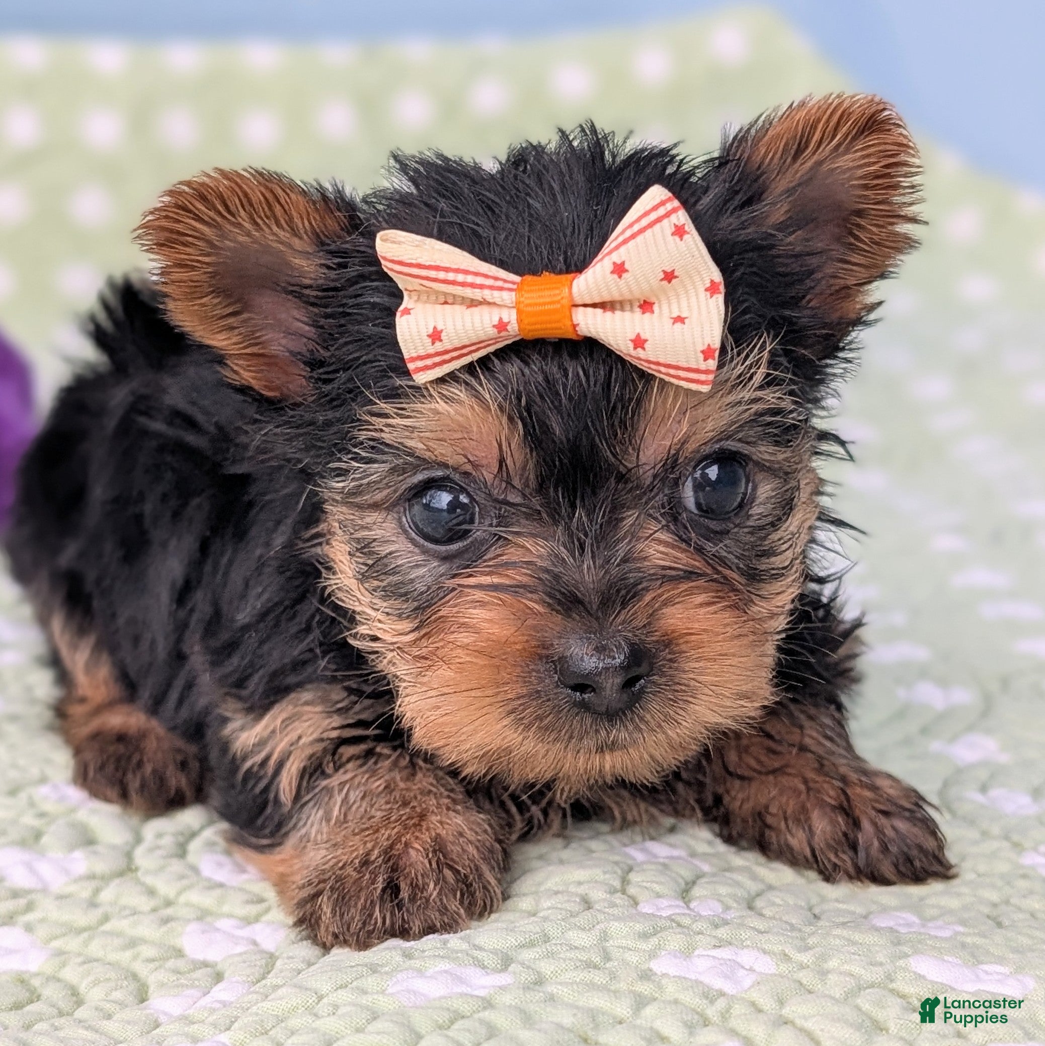 Yorkshire Terrier dogs Shortbread - Ad 27