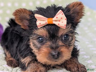 Yorkshire Terrier dogs Shortbread - Ad 30