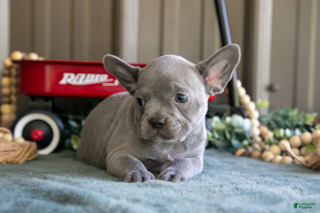 Mixed Breed dogs for sale: Bluey - Ad 1