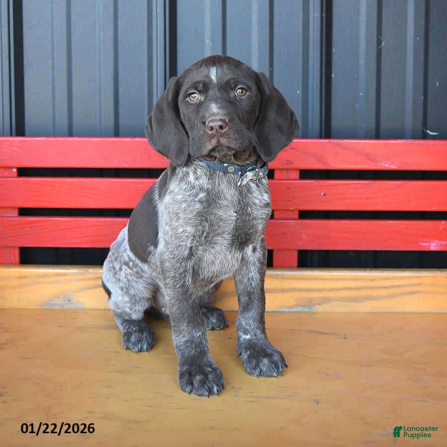 German Shorthaired Pointer dogs Rusty - Ad 9