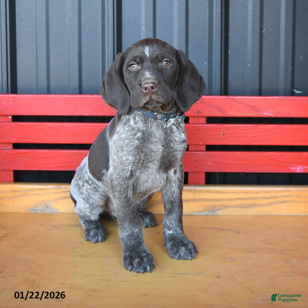 German Shorthaired Pointer dogs for sale: Rusty - Ad 1