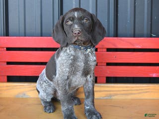 German Shorthaired Pointer dogs Rusty - Ad 9