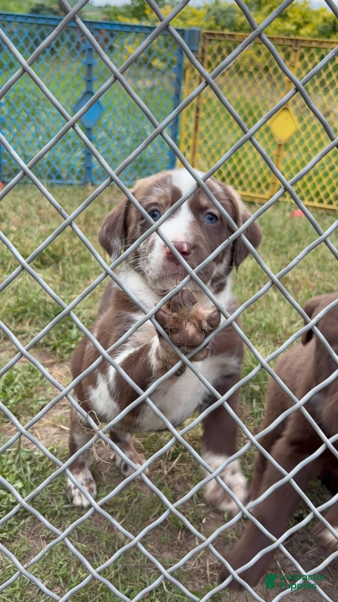 Mixed Breed dogs for sale: Mixed Breed Puppy 2 - Ad 1