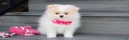 Pomeranian dogs for sale: Roxy - Ad 4