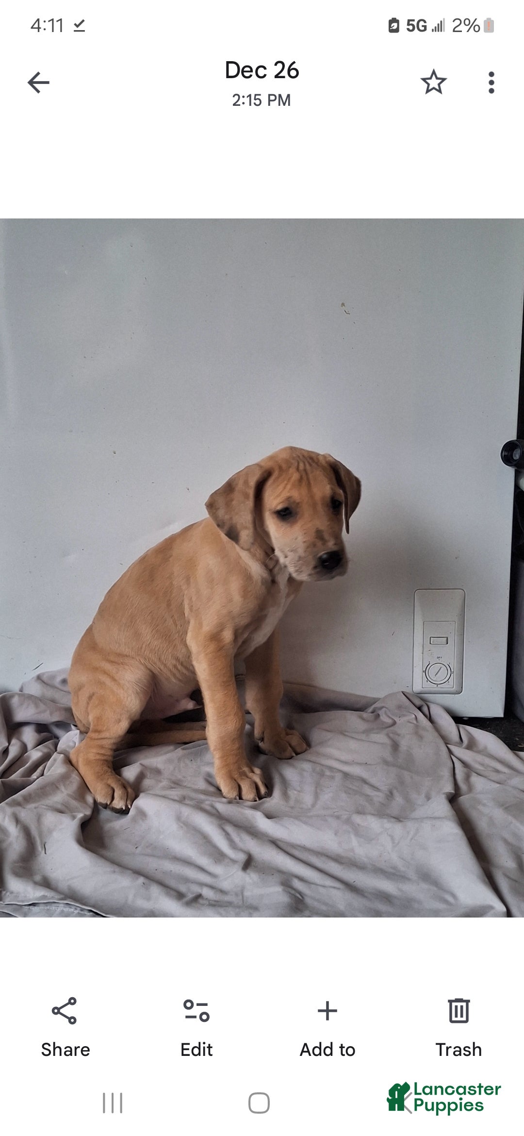 Great Dane dogs for sale: Duke - Ad 3