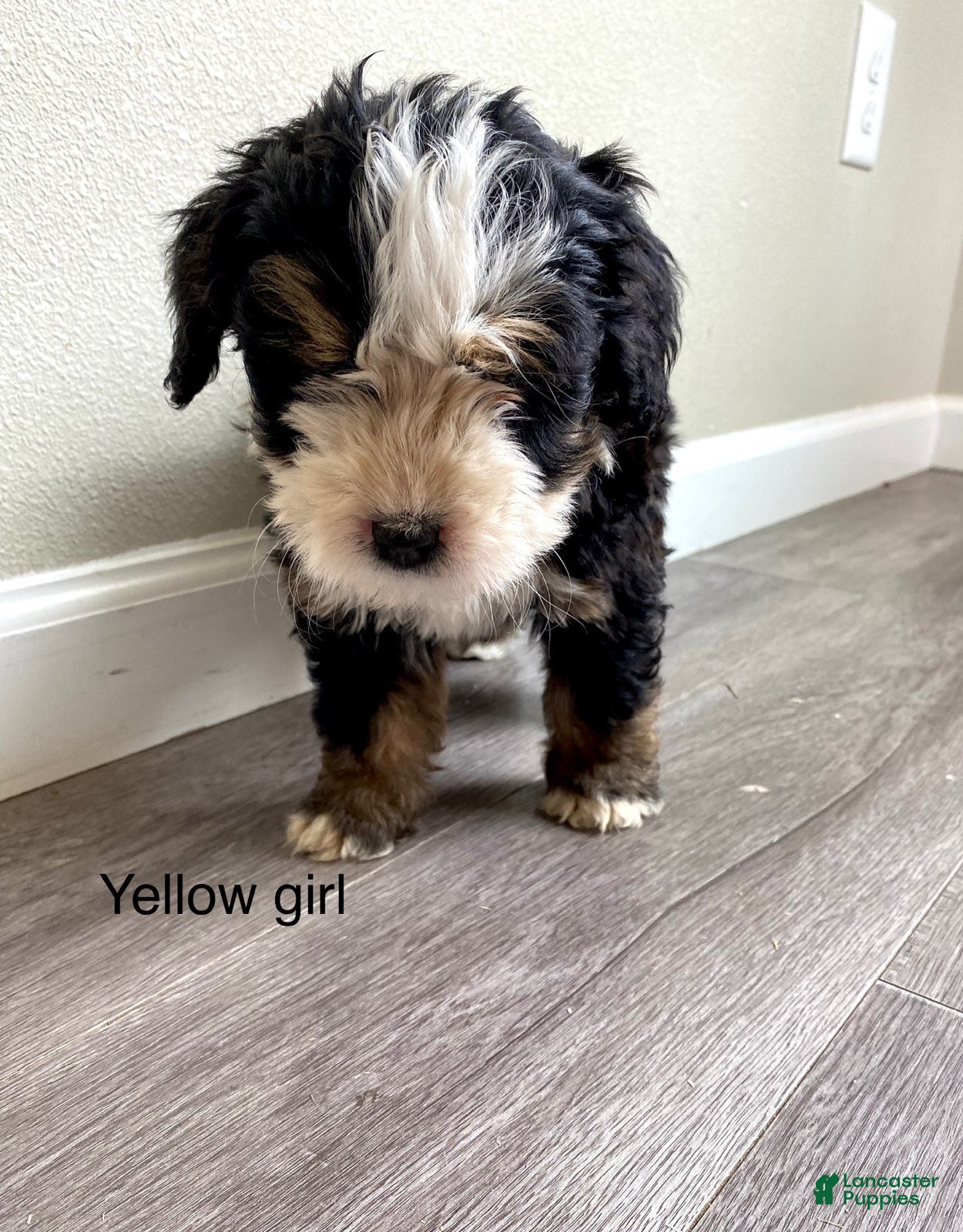 Bernedoodle dogs Yellow - Female - Ad 1