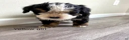 Bernedoodle dogs for sale: Yellow - Female - Ad 1