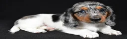 Miniature Dachshund dogs for sale: Lukas - Ad 1