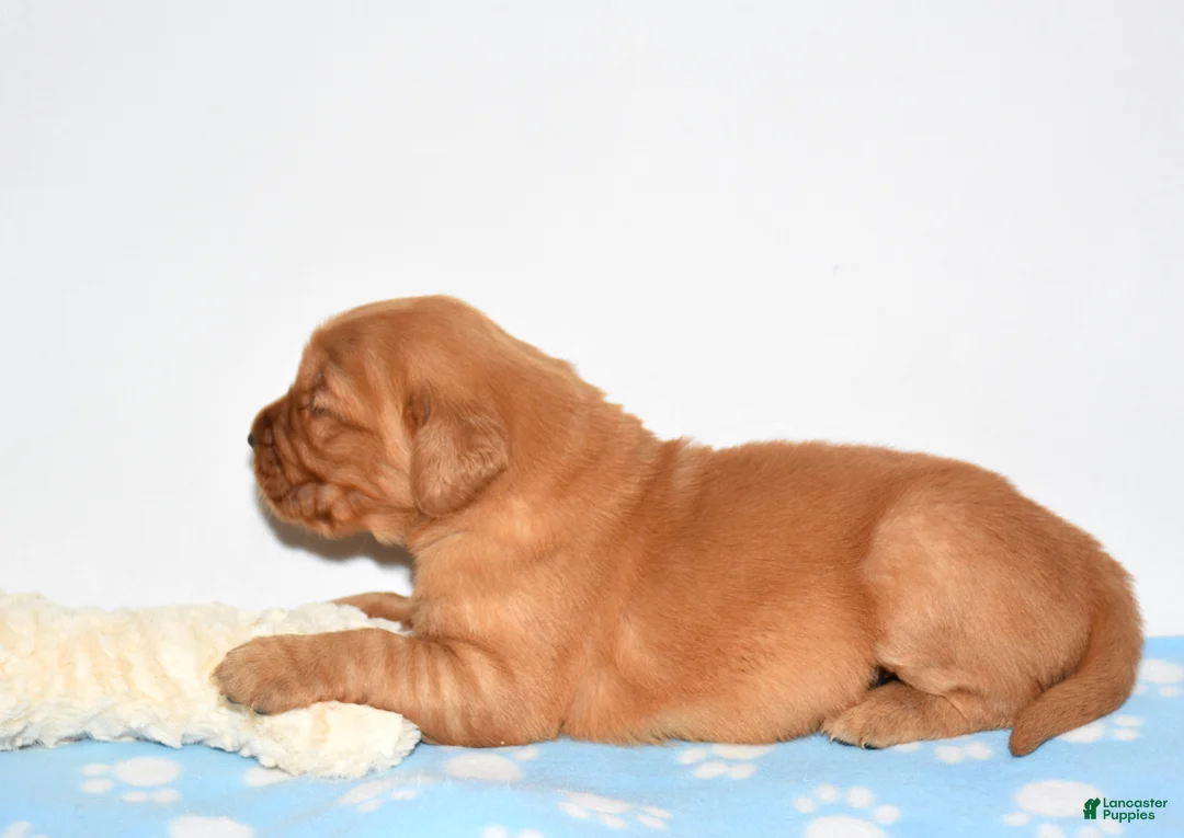 Golden Retriever dogs for sale: Augusta - Ad 2