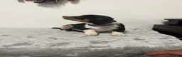 Mixed Breed dogs for sale: Avalanche  - Ad 5