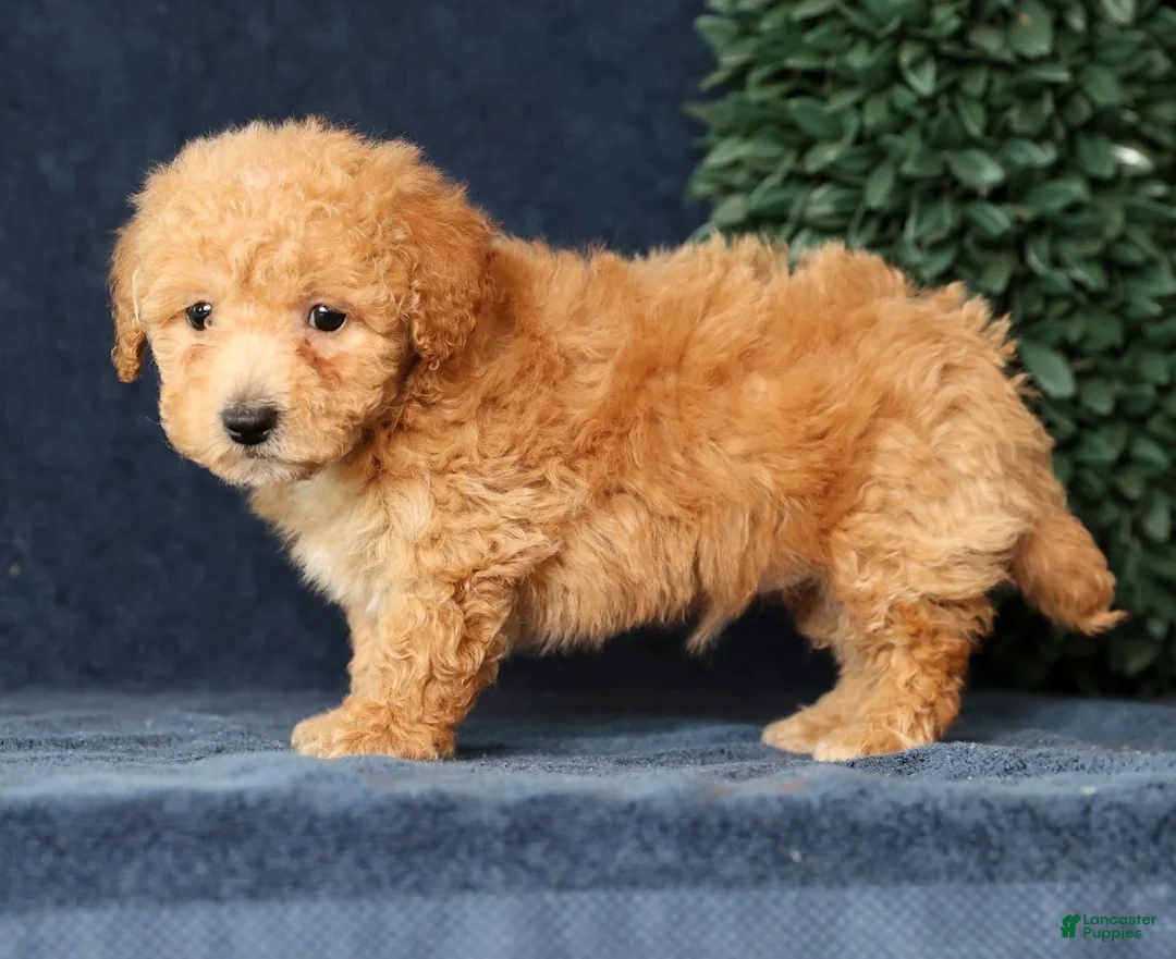 Bichpoo dogs for sale: Homer - Ad 5