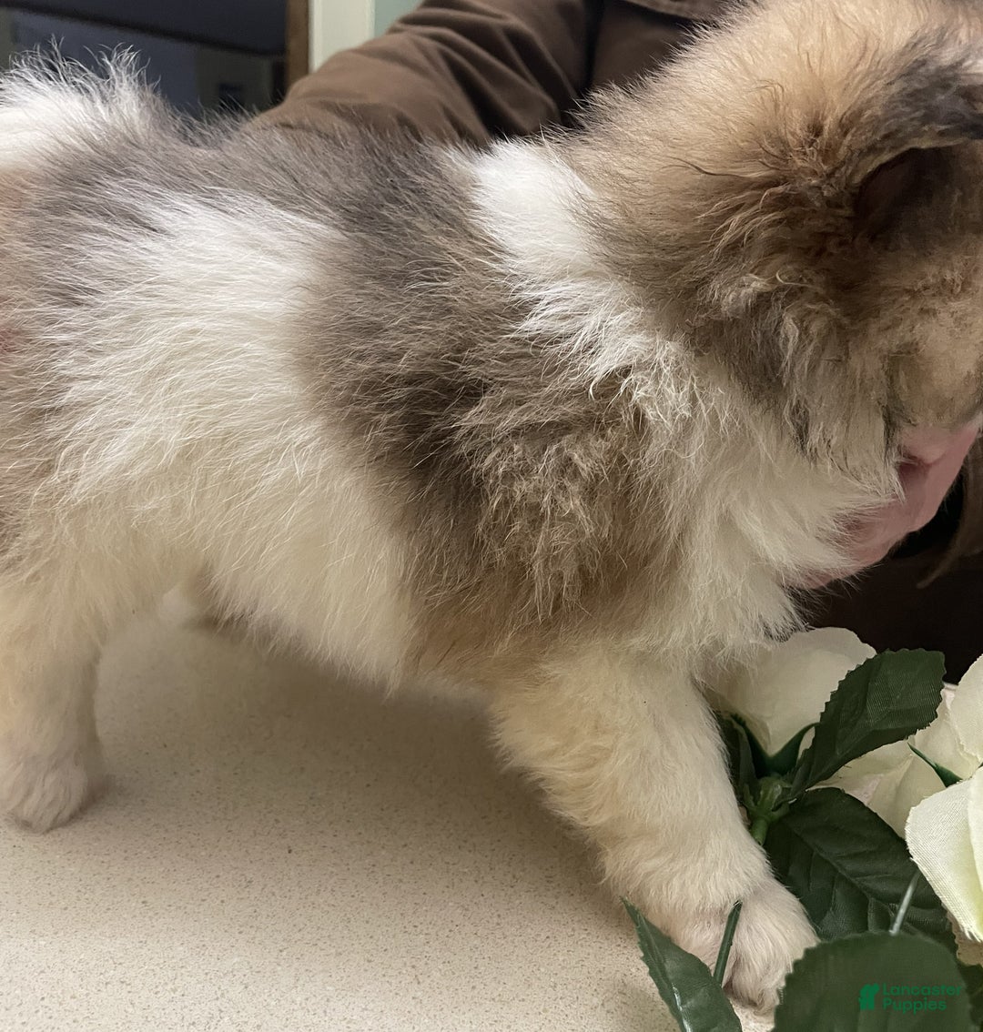 Pomeranian dogs for sale: Pomeranian Puppy 4 Doug - Ad 2