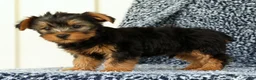 Yorkshire Terrier dogs for sale: Zane - Ad 3