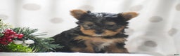 Yorkshire Terrier dogs for sale: Phantom - Ad 6