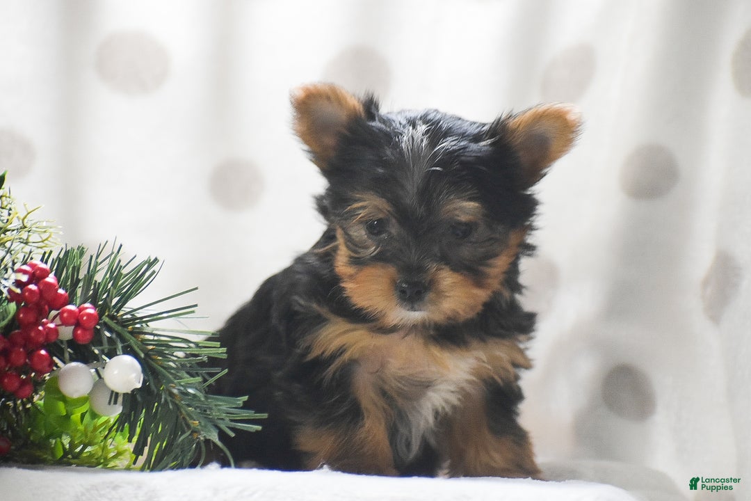 Yorkshire Terrier dogs for sale: Phantom - Ad 6