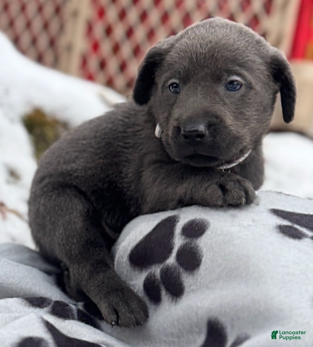Labrador Retriever dogs for sale: Labrador Retriever Puppy 1 - Ad 2