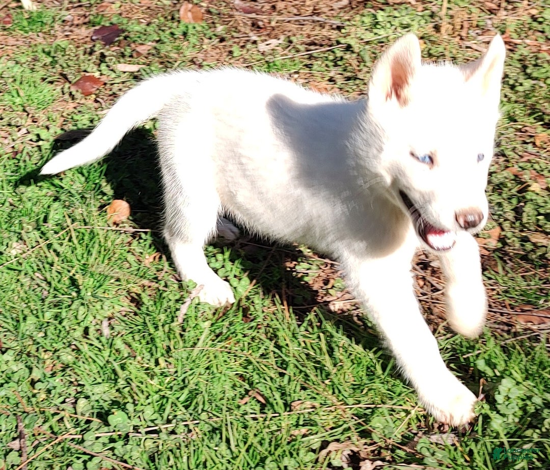 Siberian Husky dogs for sale: Siberian Husky Puppy 3 - Ad 1