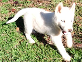 Siberian Husky dogs Siberian Husky Puppy 3 - Ad 16