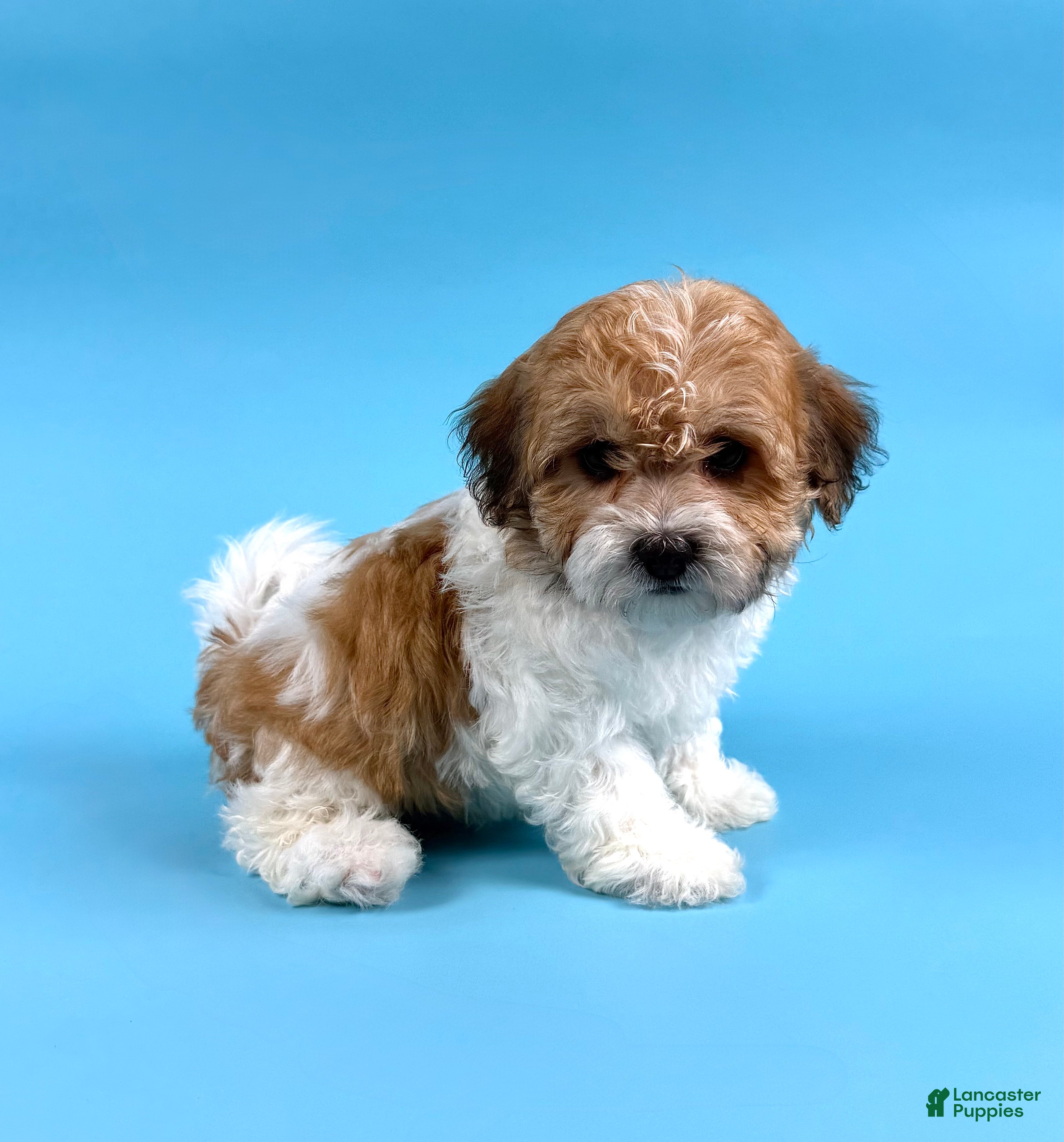 Havanese dogs DALLAS - Ad 1