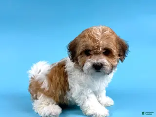 Havanese dogs for sale: DALLAS - Ad 2