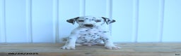 Dalmatian dogs for sale: Copper - Ad 6