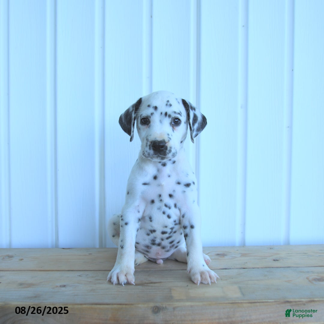 Dalmatian dogs for sale: Copper - Ad 6