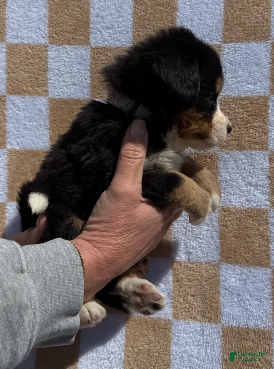 Bernese Mountain Dog dogs for sale: Bunny - Ad 2